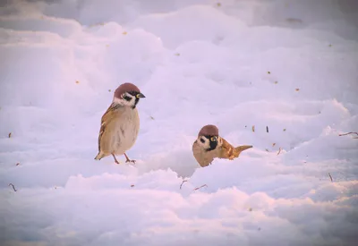 Птицы зимой в парке | Пикабу