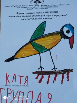 Как и чем подкормить городских птиц зимой в Уфе - 13 ноября 2019 -  СТЕРЛИТАМАК1.ру