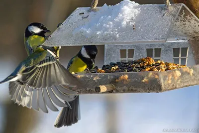 Покормите птиц зимой! | 04.12.2021 | Клинцы - БезФормата
