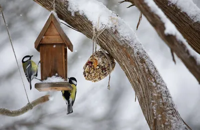 Не всякий корм полезен. Чем и как кормить птиц зимой? | ЭКОЛОГИЯ | АиФ  Иркутск