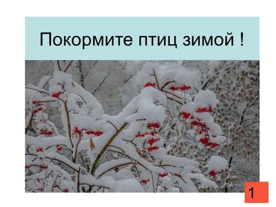 Изображение зимы с птицами стоковое фото. изображение насчитывающей перо -  28462990