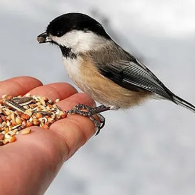 Покормите птиц зимой | 19.01.2023 | Троицк - БезФормата