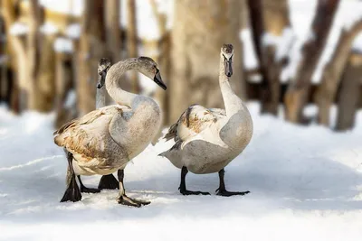 Чем подкармливать птиц зимой — только не хлебом: это опасно