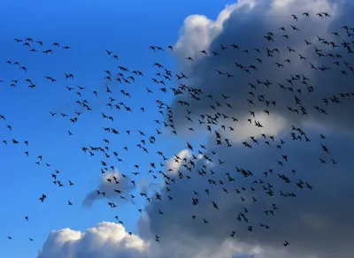 Наблюдать за перелетными птицами можно и через социальные сети