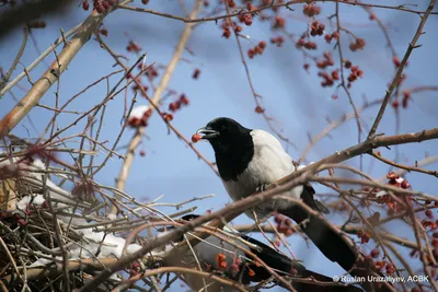Орнитологи приглашают садоводов вести дневник наблюдений за птицами |  Эстония | ERR