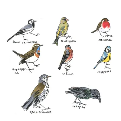 Креативные красочные наклейки с птицами в европейском стиле, ручная  роспись, наклейки с птицами, наклейки на стену с птицами – купить по низким  ценам в интернет-магазине Joom