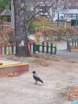 Мой опыт наблюдения за птицами в Москве или история моего увлечения | Пикабу