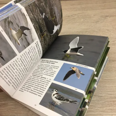 Попугаи. Акварельная иллюстрация с птицами. Stock Illustration | Adobe Stock