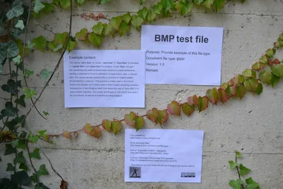 Файлы с фотографиями с расширением BMP хранятся в папке под названием  «Новая папка». - Школьные Знания.com