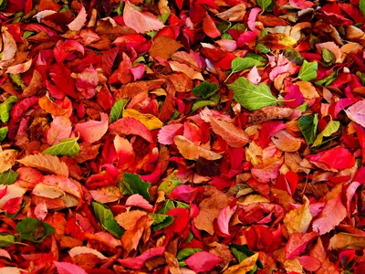 Скачать обои текстура, листья, осень, багрянец, texture разрешение 2048x1536  #98643