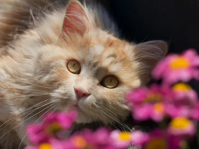 Скачать обои цветы, кот, взгляд, flowers, cat разрешение 2048x1536 #120719