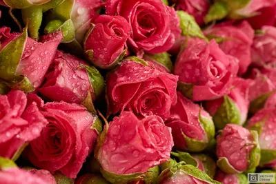 Красная роза с росой стоковое изображение. изображение насчитывающей  красивейшее - 30996967