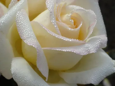 Белая роза в росе - 70 фото
