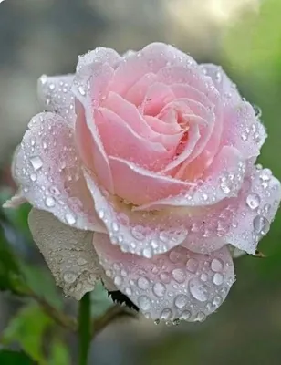 Красные розы с росой стоковое фото. изображение насчитывающей день -  30996922