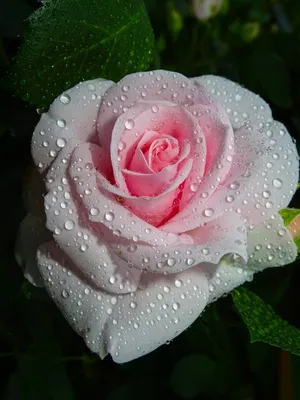 Роза в росе | Пикабу