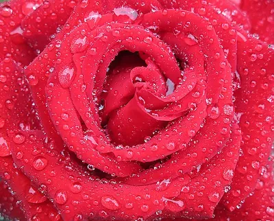 Постер Цветок розовой розы с росой