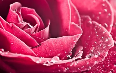 Цветы в росе (56 фото) | Цветы, Оранжевые розы, Чайные розы