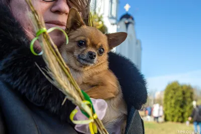 Открытка с собаками различного Breeds-6 Иллюстрация вектора - иллюстрации  насчитывающей жизнерадостно, сведения: 127129751