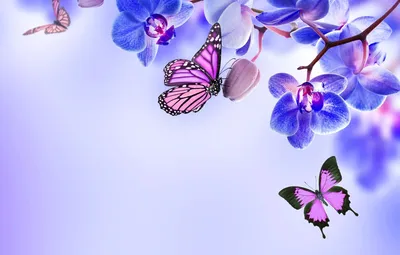 Рамка фотографии с бабочками и цветами. Иллюстрация вектора - иллюстрации  насчитывающей карточка, бабочка: 196991876