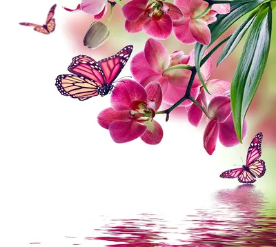 Butterflies and flowers. Бабочки и цветы. PNG. | Estampas, Papel de parede  cel, Almofadas