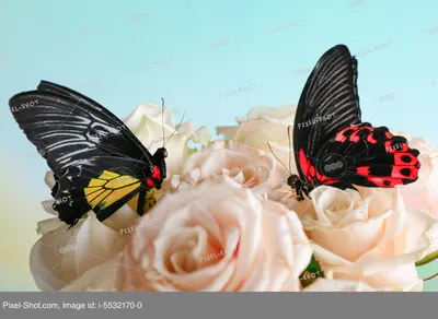 Онлайн пазл «Цветы и бабочки»
