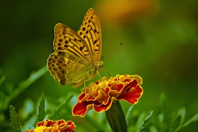 Осенний фон с голубыми цветами, бабочками и стрекозами Векторное  изображение ©0mela 20312801