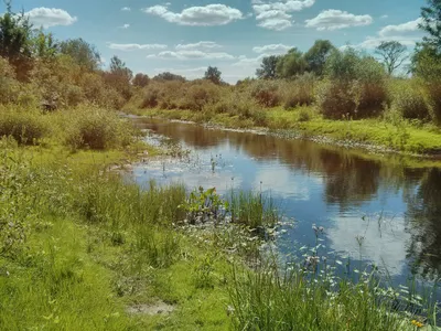 Черемуха душистая 🌸 С весною …» — создано в Шедевруме