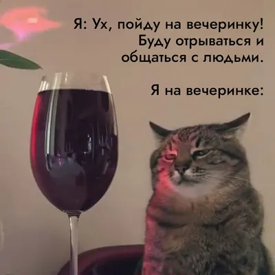 юмор #прикол | Red wine, Alcoholic drinks, Wine