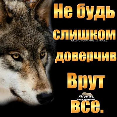 Волк значение животного