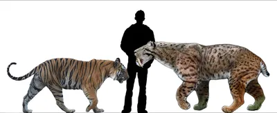 Где жили и почему вымерли саблезубые тигры | О животных и людях | Дзен