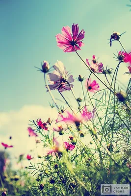 декоративные садовые цветы синие Воробейник фото, описание, выращивание и  посадка, уход и полив | Цветение, Почвопокровные растения, Цветы