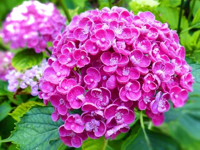 Фотообои \"Красивые садовые цветы\" - Арт. 170475 | Купить в  интернет-магазине Уютная стена