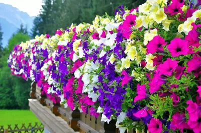 Садовые цветы Виды Уход Размножение Мини-атлас - купить с доставкой по  выгодным ценам в интернет-магазине OZON (770947853)