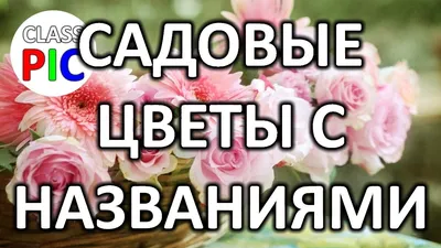 Бесплатный онлайн курс: Садовые цветы | Бесплатная онлайн академия IT