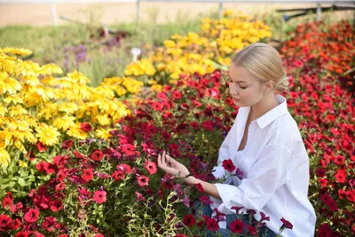Купить многолетние садовые цветы | Florium.ua - цены ниже