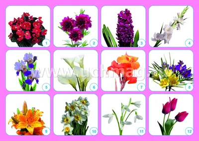 Садовые цветы для ленивых: 10 бюджетных вариантов