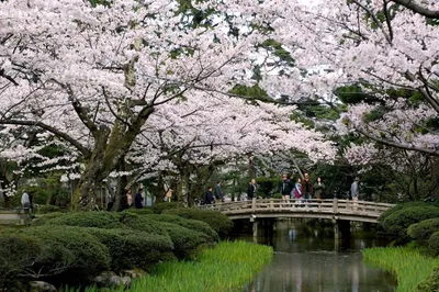 Японские сады и парки | Японский язык онлайн