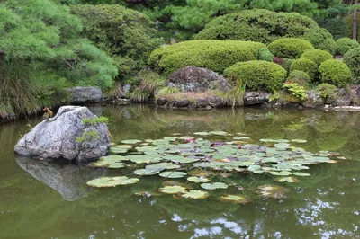Сад Kenrokuen в Kanazawa, Японии Стоковое Изображение - изображение  насчитывающей япония, камень: 48704733