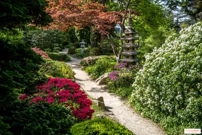 Музей и японские сады Мориками в Майями - традиции загадочной Японии