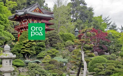 сад в японии со скалами и деревьями под голубым небом, Киото, пруд, Япония  фон картинки и Фото для бесплатной загрузки