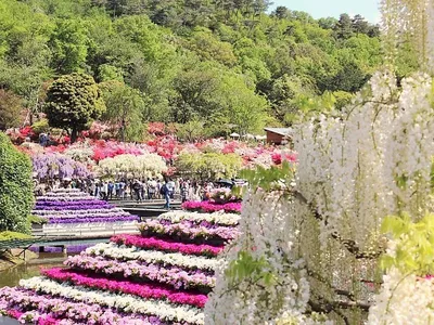 Рейтинг японских садов: сад Художественного музея Адати продолжает  лидировать | Nippon.com