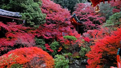 японский сад с мостиком и лесными массивами, картинка японского сада,  Японский, сад фон картинки и Фото для бесплатной загрузки