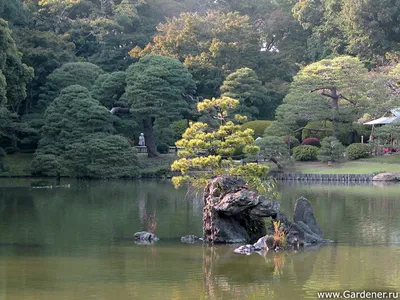 Японский сад в токио, Японии Стоковое Фото - изображение насчитывающей  живописные, официально: 110511950