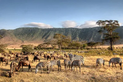 Сафари в Кении: цены, маршруты национальных парков, когда лучше ехать