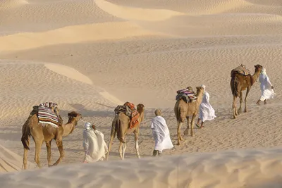 Пустыня Сахара: тайны самого горячего места на Земле | Онлайн-школа  «Синергия» | Дзен