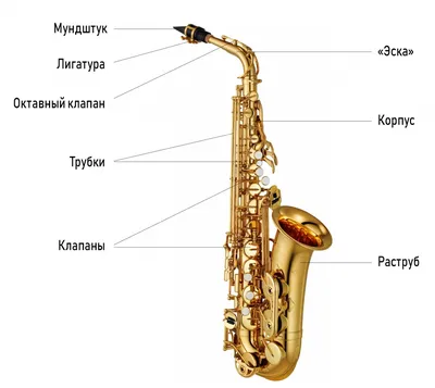 Джазмен из Италии сыграл на трехметровом субконтрабасовом саксофоне •  Stereo.ru