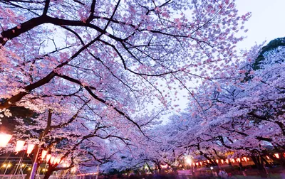 Download \"Sakura\" wallpapers for mobile phone, free \"Sakura\" HD pictures
