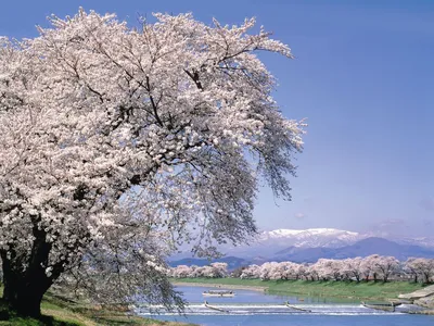 Сакура на северо-востоке Японии: лучшие места региона Тохоку | Nippon.com