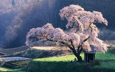 Японская сакура–дерево олицетворяющее культуру народа Японии
