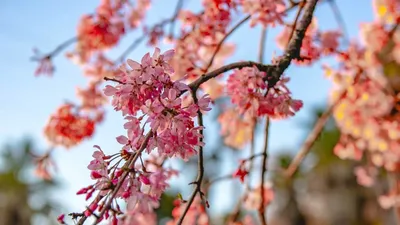 Сакура в Сочи: когда и где цветет в 2022 году